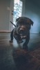 📱室内を歩く可愛い黒い子犬 Redmi Note 11 Pro 5G 壁紙・待ち受け