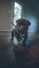 📱室内を歩く可愛い黒い子犬 Google Pixel 7 Pro 壁紙・待ち受け