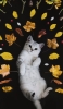 📱寝そべる猫と葉っぱ iPhone 14 Pro Max 壁紙・待ち受け