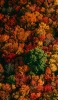 📱色とりどりの秋の森 Google Pixel 6a 壁紙・待ち受け