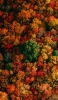 📱色とりどりの秋の森 iPhone 14 Plus 壁紙・待ち受け