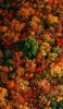 📱色とりどりの秋の森 Google Pixel 7 Pro 壁紙・待ち受け