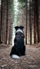 📱黒い犬と森 iPhone 14 Pro 壁紙・待ち受け