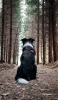 📱黒い犬と森 iPhone 14 Plus 壁紙・待ち受け