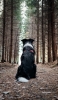 📱黒い犬と森 Google Pixel 7 Pro 壁紙・待ち受け