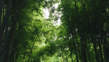 📱夏 緑の竹林 綺麗 Google Pixel 7 壁紙・待ち受け