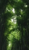 📱夏 緑の竹林 綺麗 iPhone 14 Pro 壁紙・待ち受け