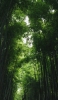 📱夏 緑の竹林 綺麗 iPhone 14 Plus 壁紙・待ち受け