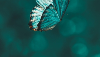 📱めちゃくちゃ綺麗な緑の蝶 iPhone 14 壁紙・待ち受け