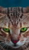 📱綺麗な緑の瞳の雄猫 iPhone 14 Pro Max 壁紙・待ち受け