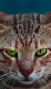 📱綺麗な緑の瞳の雄猫 Google Pixel 7 Pro 壁紙・待ち受け