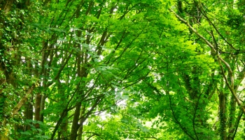 📱春の新緑の並木道 iPhone 14 壁紙・待ち受け