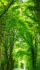📱春の新緑の並木道 iPhone 14 Plus 壁紙・待ち受け
