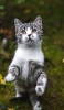📱後ろ脚で立つ灰色の猫 Google Pixel 6a 壁紙・待ち受け