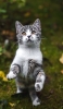 📱後ろ脚で立つ灰色の猫 iPhone 14 Pro 壁紙・待ち受け
