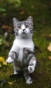📱後ろ脚で立つ灰色の猫 iPhone 14 Plus 壁紙・待ち受け