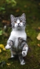 📱後ろ脚で立つ灰色の猫 Google Pixel 7 Pro 壁紙・待ち受け