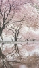 📱池に鏡面して映り込む桜 Redmi Note 10T 壁紙・待ち受け