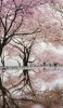 📱池に鏡面して映り込む桜 iPhone 14 Pro 壁紙・待ち受け