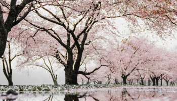 📱池に鏡面して映り込む桜 iPhone 14 壁紙・待ち受け