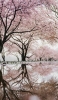 📱池に鏡面して映り込む桜 iPhone 14 Plus 壁紙・待ち受け