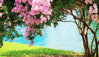 📱湖畔近くの綺麗な桜 Galaxy A53 5G 壁紙・待ち受け