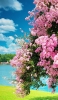 📱湖畔近くの綺麗な桜 iPhone 14 Plus 壁紙・待ち受け