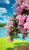 📱湖畔近くの綺麗な桜 Google Pixel 7 Pro 壁紙・待ち受け
