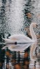 📱池を泳ぐ白鳥 Galaxy A53 5G 壁紙・待ち受け