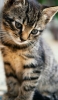 📱斜め下を見つめる可愛い子猫 Redmi Note 11 Pro 5G 壁紙・待ち受け