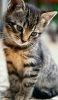 📱斜め下を見つめる可愛い子猫 iPhone 14 Pro Max 壁紙・待ち受け