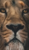 📱雄々しいライオンの顔 Google Pixel 6a 壁紙・待ち受け