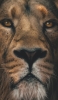 📱雄々しいライオンの顔 iPhone 14 Plus 壁紙・待ち受け