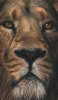 📱雄々しいライオンの顔 Google Pixel 7 Pro 壁紙・待ち受け