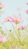 📱綺麗なピンクのコスモス畑 iPhone 14 Plus 壁紙・待ち受け
