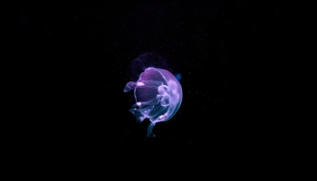 📱紫のクラゲ 海 iPhone 14 Pro 壁紙・待ち受け