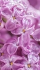📱朝露のついた紫のライラックの花 Google Pixel 6a 壁紙・待ち受け