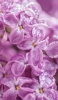 📱朝露のついた紫のライラックの花 iPhone 14 壁紙・待ち受け