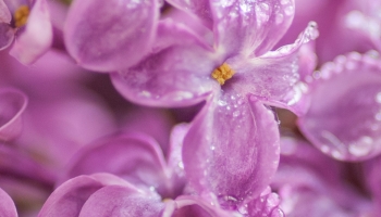 📱朝露のついた紫のライラックの花 iPhone 14 Plus 壁紙・待ち受け