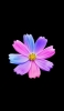 📱紫・ピンク・水色の花 iPhone 14 Pro Max 壁紙・待ち受け