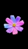 📱紫・ピンク・水色の花 iPhone 14 Pro 壁紙・待ち受け