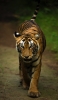 📱インド ランザンボア国立公園の虎 iPhone 14 Pro 壁紙・待ち受け