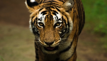 📱インド ランザンボア国立公園の虎 iPhone 14 Pro 壁紙・待ち受け