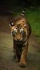 📱インド ランザンボア国立公園の虎 iPhone 14 Plus 壁紙・待ち受け