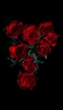 📱綺麗な薔薇の花 高画質 iPhone 14 Plus 壁紙・待ち受け