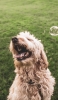 📱シャボン玉と戯れる犬 Google Pixel 7 Pro 壁紙・待ち受け