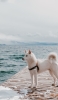 📱白い犬と海 iPhone 14 Pro Max 壁紙・待ち受け