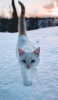 📱雪の中を歩く白い猫 Google Pixel 6a 壁紙・待ち受け