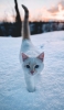 📱雪の中を歩く白い猫 iPhone 14 Pro 壁紙・待ち受け