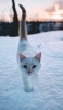 📱雪の中を歩く白い猫 iPhone 14 Plus 壁紙・待ち受け